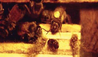 5tlg Baitable wiederverwendbare Bienenstock Käfer Falle keine Gift Imkerei 
